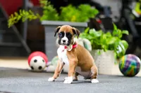 Millie, a female Boxer for sale in Dundee, OH – Photo 3 of 4