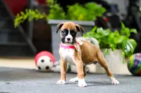 Millie, a female Boxer for sale in Dundee, OH – Photo 4 of 4