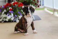Bentley, a male Boxer for sale in Dundee, OH – 4 of 6