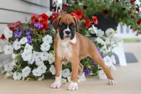 Tasha, a female Boxer for sale in Dundee, OH – 5 of 7