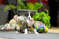 Mar, a female Boxer for sale in Dundee, OH – Photo 1 of 4