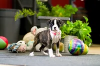 Mar, a female Boxer for sale in Dundee, OH – Photo 4 of 4