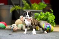 Mar, a female Boxer for sale in Dundee, OH – Photo 3 of 4