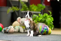 Mar, a female Boxer for sale in Dundee, OH – Photo 2 of 4