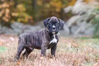 Luca, a male Boxer for sale in Dundee, OH – 8 of 9