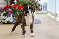 Bentley, a male Boxer for sale in Dundee, OH – 5 of 6