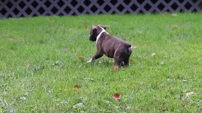 Carter, a male Boxer for sale in Dundee, OH – 8 of 8