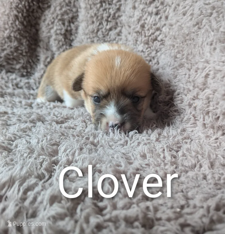 Clover – Pembroke Welsh Corgi puppy for sale in Princeton, MN