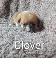 Clover, a female Pembroke Welsh Corgi for sale in Princeton, MN – 1 of 1