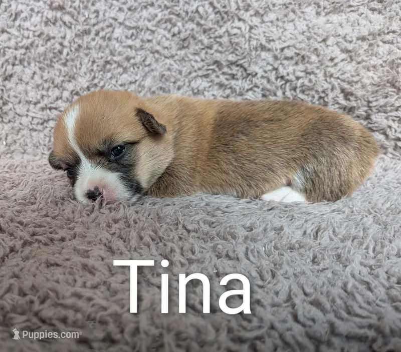 Nina – Pembroke Welsh Corgi puppy for sale in Princeton, MN