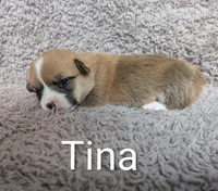 Nina, a female Pembroke Welsh Corgi for sale in Princeton, MN – 1 of 1
