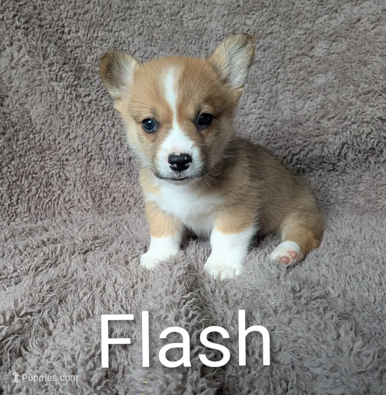 Flash  – Pembroke Welsh Corgi puppy for sale in Princeton, MN