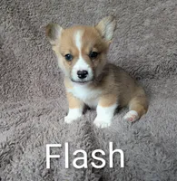 Flash-SOLD, a male Pembroke Welsh Corgi for sale in Princeton, MN – 1 of 1