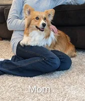 Mabel, a female Pembroke Welsh Corgi for sale in Princeton, MN – Photo 3 of 4