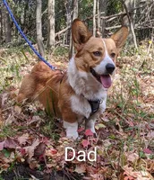 Mabel, a female Pembroke Welsh Corgi for sale in Princeton, MN – Photo 4 of 4