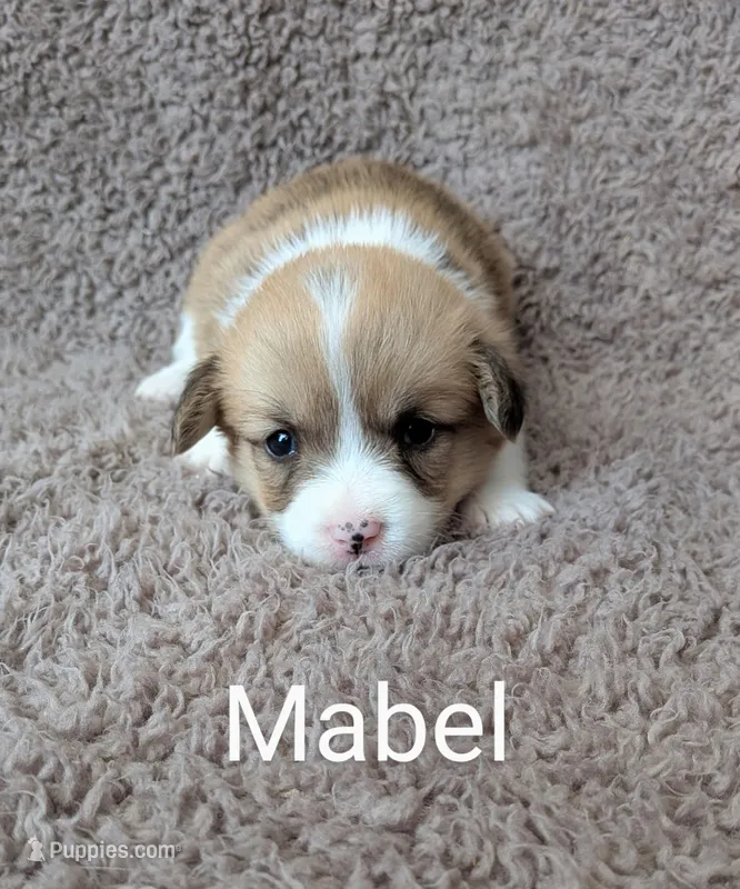 Mabel, a female Pembroke Welsh Corgi for sale in Princeton, MN – Photo 1 of 4