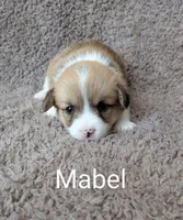 Mabel, a female Pembroke Welsh Corgi for sale in Princeton, MN – Photo 1 of 4