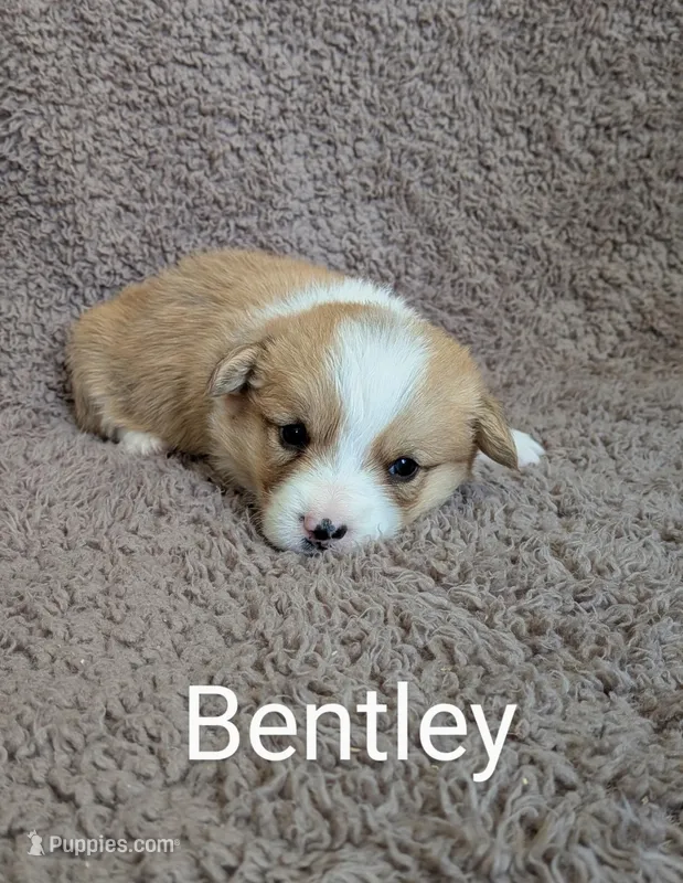 Bentley , a male Pembroke Welsh Corgi for sale in Princeton, MN – Photo 1 of 4