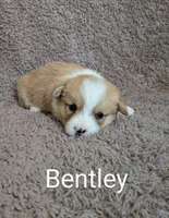 Bentley , a male Pembroke Welsh Corgi for sale in Princeton, MN – Photo 1 of 4