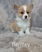 Bentley , a male Pembroke Welsh Corgi for sale in Princeton, MN – Photo 1 of 3