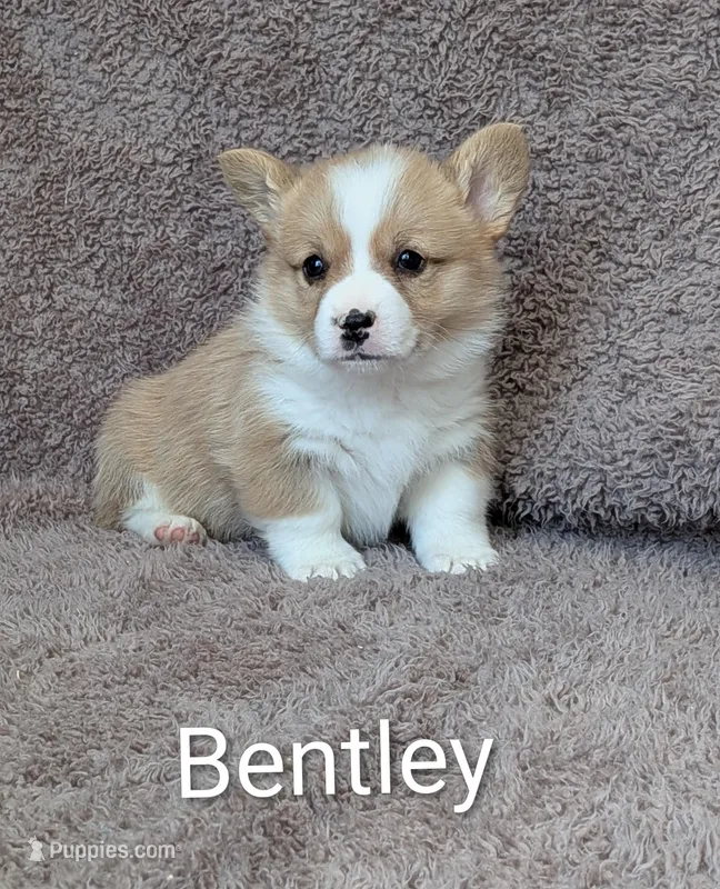 Bentley  – Pembroke Welsh Corgi puppy for sale in Princeton, MN