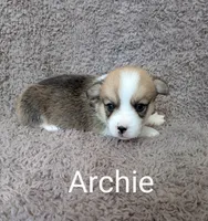Archie , a male Pembroke Welsh Corgi for sale in Princeton, MN – Photo 1 of 4