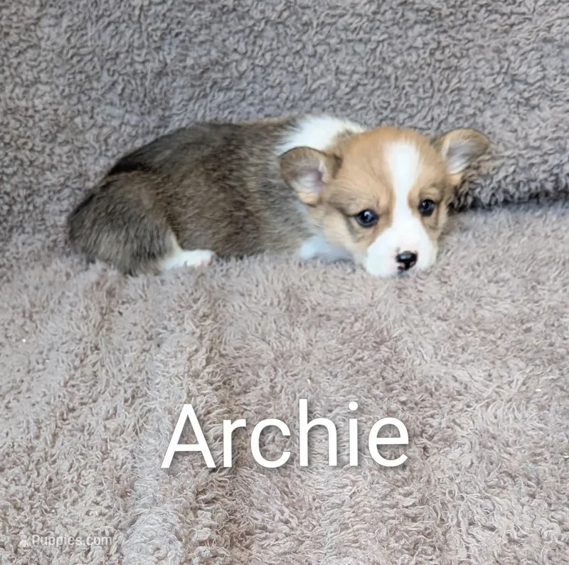 Archie  – Pembroke Welsh Corgi puppy for sale in Princeton, MN