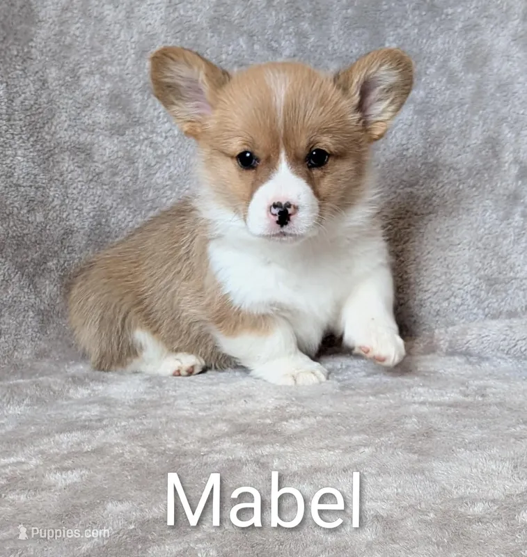 Mabel – Pembroke Welsh Corgi puppy for sale in Princeton, MN