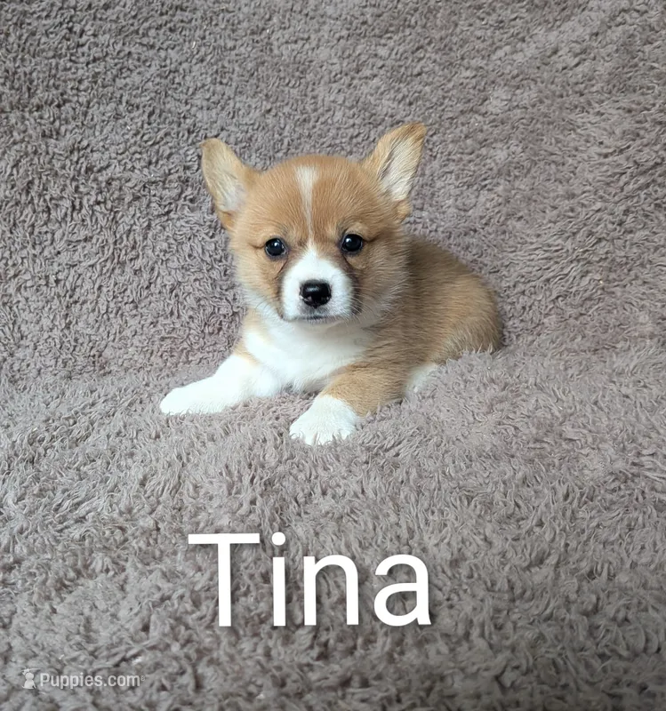 Tina – Pembroke Welsh Corgi puppy for sale in Princeton, MN
