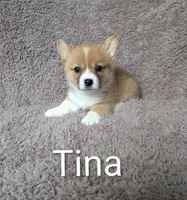 Tina, a female Pembroke Welsh Corgi for sale in Princeton, MN – 1 of 1