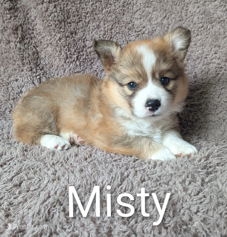 Misty -FLUFFY – Pembroke Welsh Corgi puppy for sale in Princeton, MN