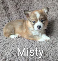 Misty -FLUFFY SOLD, a female Pembroke Welsh Corgi for sale in Princeton, MN – 1 of 1