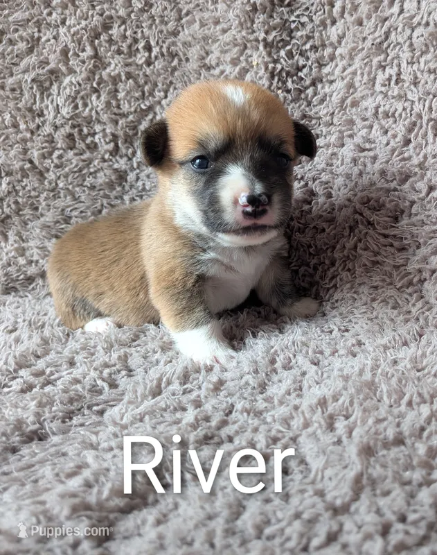River – Pembroke Welsh Corgi puppy for sale in Princeton, MN