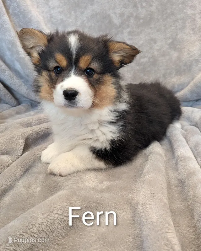 Fern – Pembroke Welsh Corgi puppy for sale in Princeton, MN