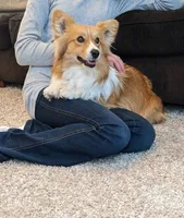 Mae, a female Pembroke Welsh Corgi for sale in Princeton, MN – Photo 2 of 3