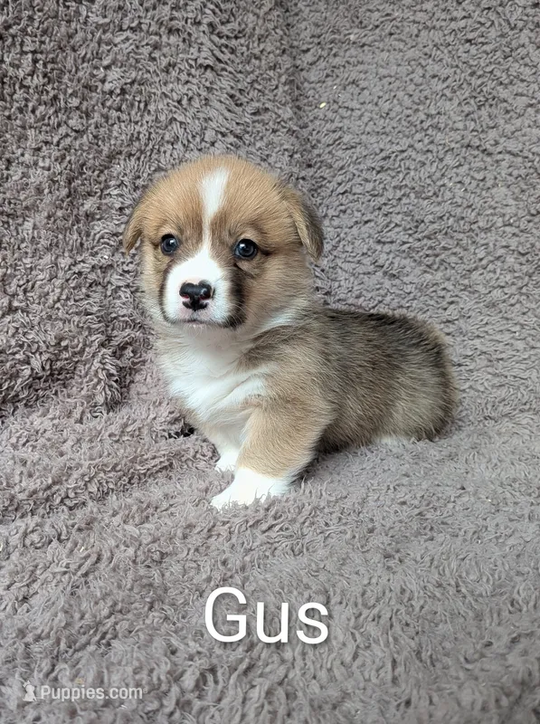 Gus  – Pembroke Welsh Corgi puppy for sale in Princeton, MN