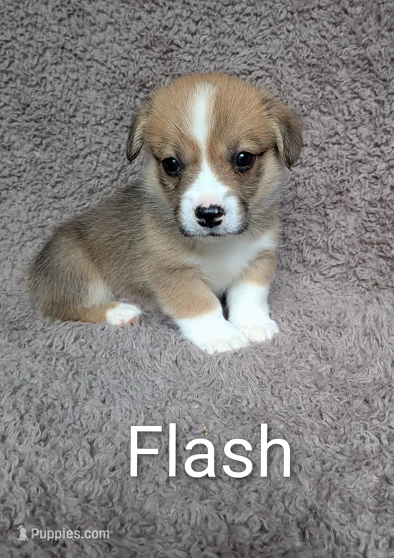 Flash  – Pembroke Welsh Corgi puppy for sale in Princeton, MN