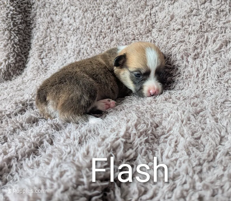 Flash  – Pembroke Welsh Corgi puppy for sale in Princeton, MN
