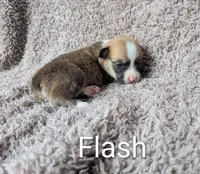 Flash , a male Pembroke Welsh Corgi for sale in Princeton, MN – 1 of 1