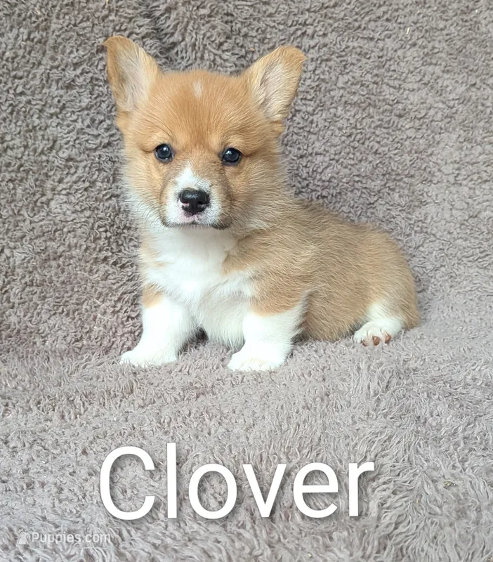 Clover – Pembroke Welsh Corgi puppy for sale in Princeton, MN