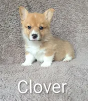 Clover, a female Pembroke Welsh Corgi for sale in Princeton, MN – 1 of 1