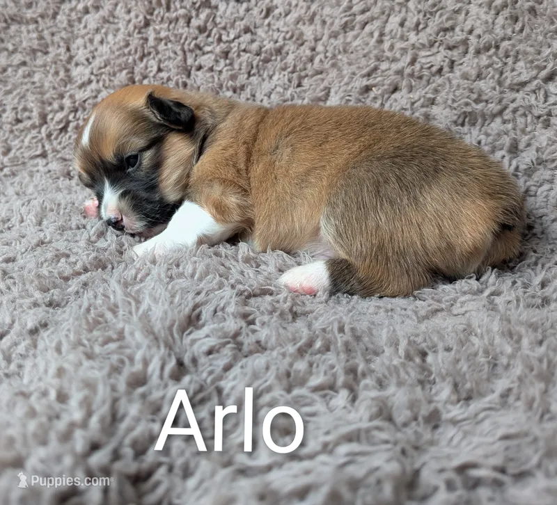 Arlo – Pembroke Welsh Corgi puppy for sale in Princeton, MN
