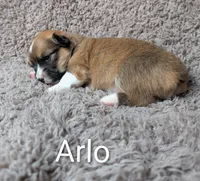 Arlo, a male Pembroke Welsh Corgi for sale in Princeton, MN – 1 of 1