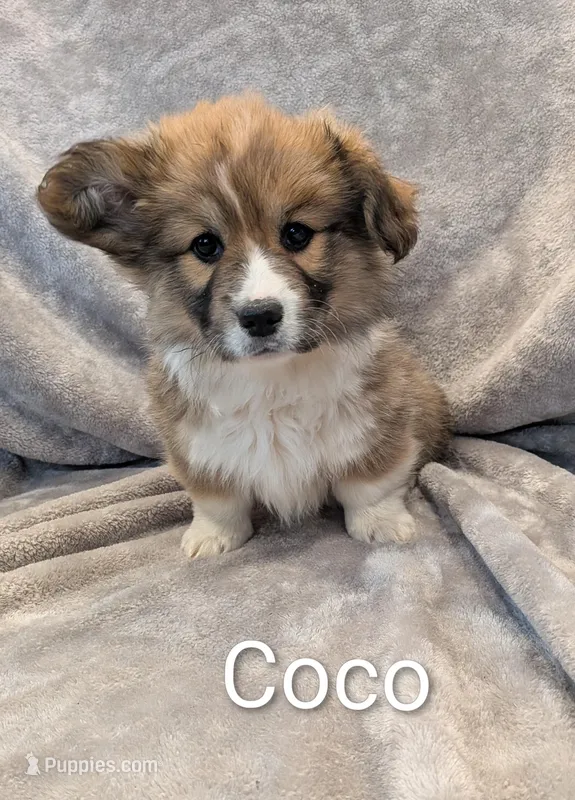 Coco – Pembroke Welsh Corgi puppy for sale in Princeton, MN