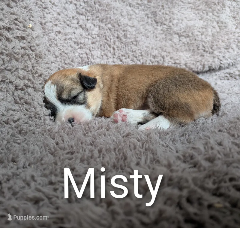 Misty  – Pembroke Welsh Corgi puppy for sale in Princeton, MN