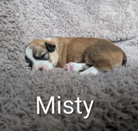 Misty , a female Pembroke Welsh Corgi for sale in Princeton, MN – 1 of 1