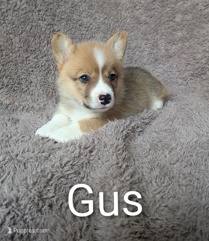 Gus  – Pembroke Welsh Corgi puppy for sale in Princeton, MN