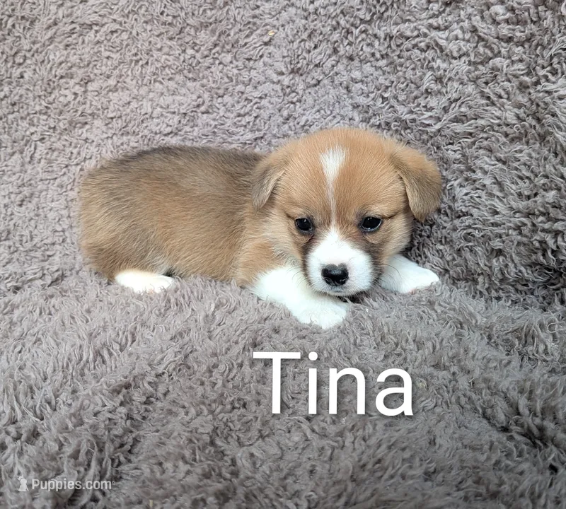 Nina – Pembroke Welsh Corgi puppy for sale in Princeton, MN