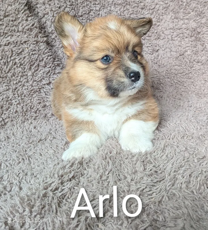 Arlo-FLUFFY – Pembroke Welsh Corgi puppy for sale in Princeton, MN
