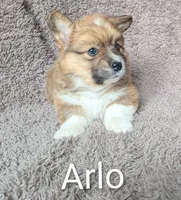 Arlo-FLUFFY, a male Pembroke Welsh Corgi for sale in Princeton, MN – 1 of 1